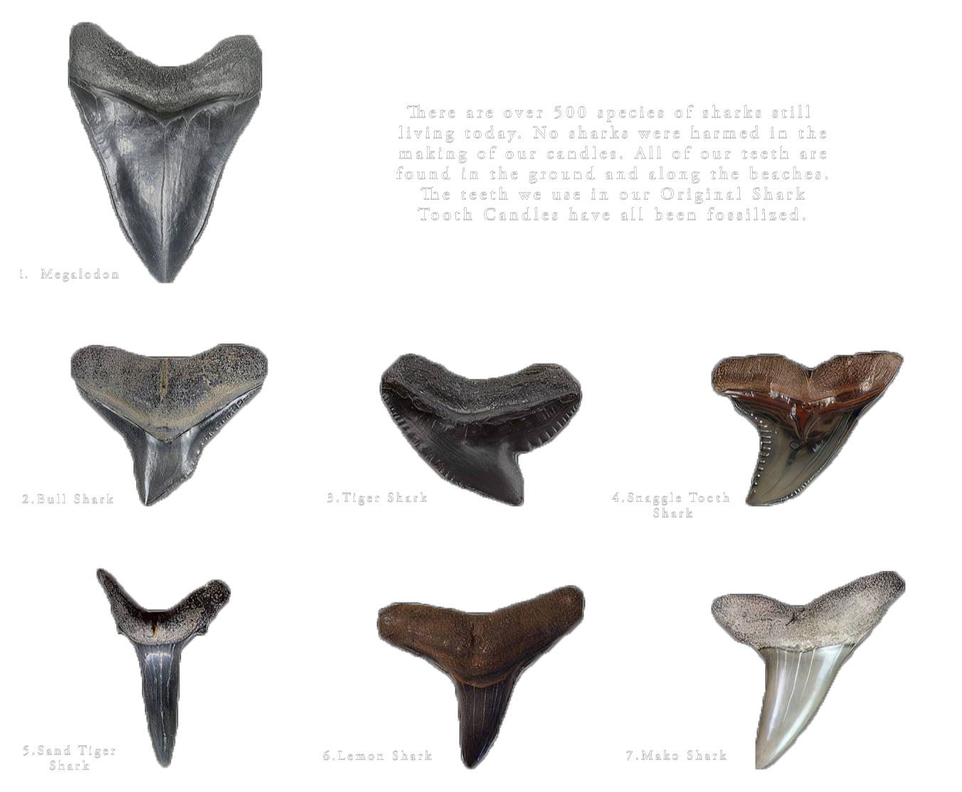 shark tooth guide for what teeth can be found in Maya Bleu candles